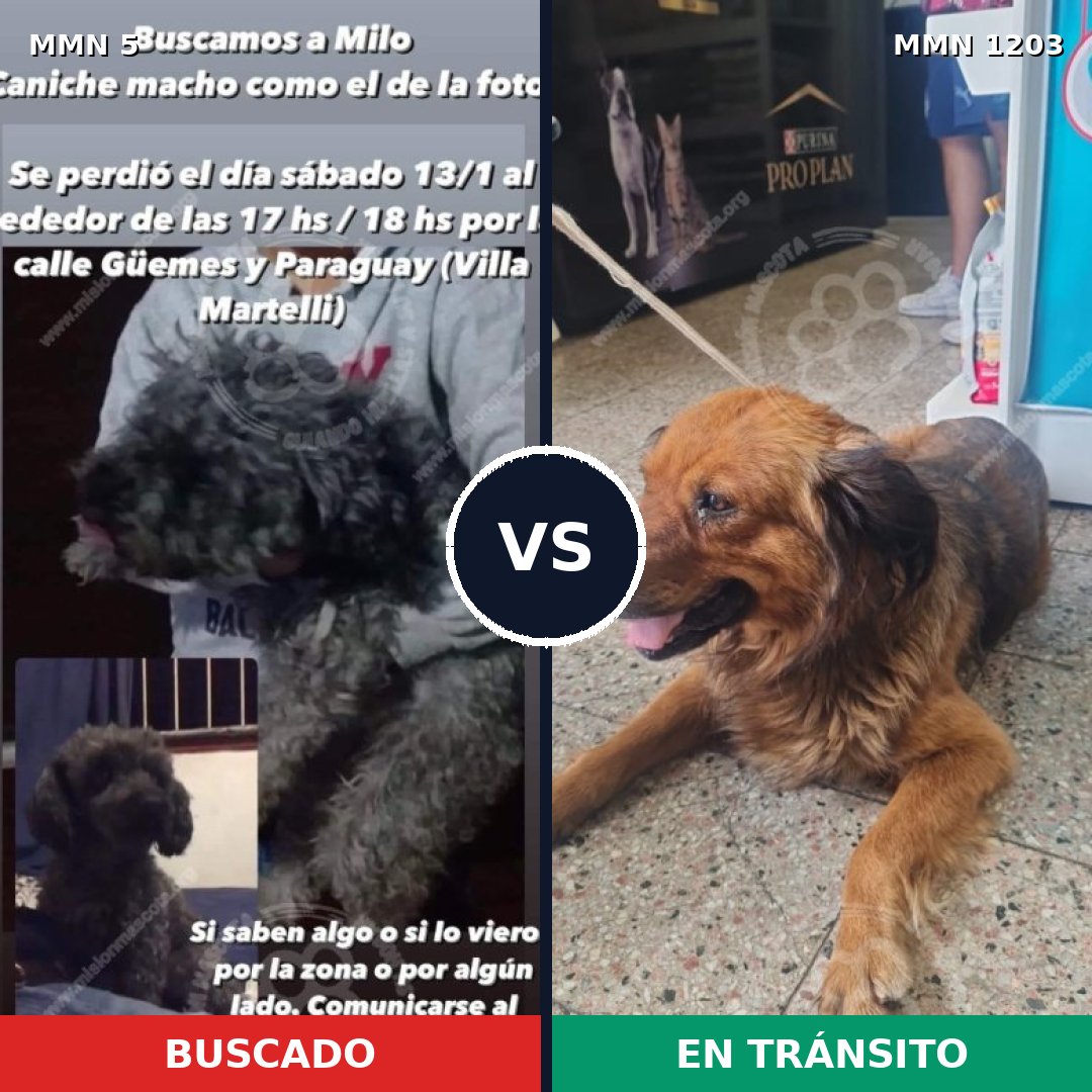 Comparativa MMS 19016: mascota perdida y mascota encontrada, 43% de similitud