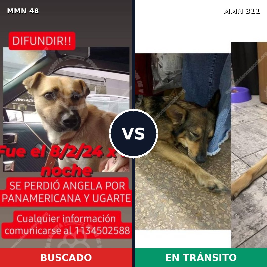 Comparativa MMS 1902: mascota perdida y mascota encontrada, 71% de similitud