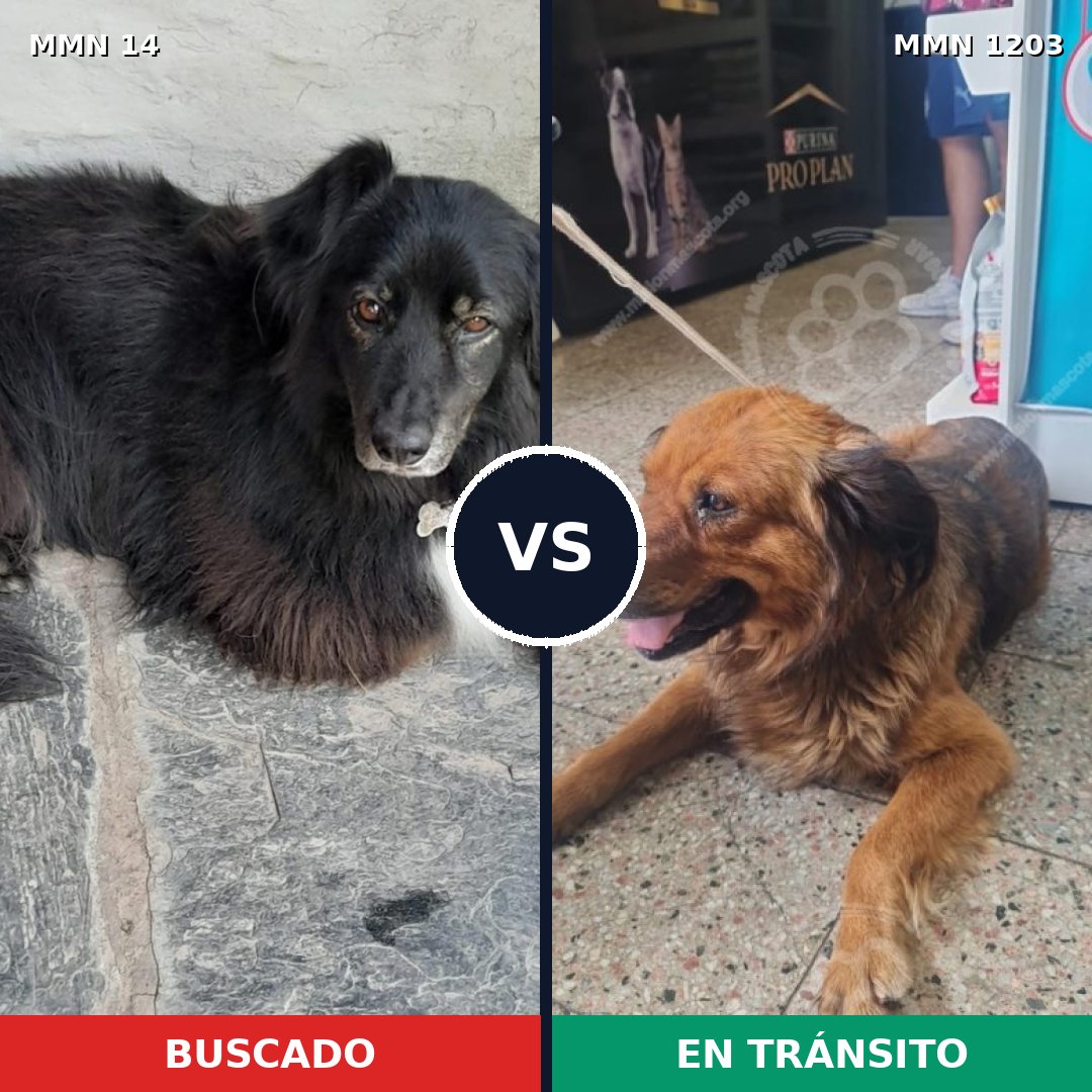 Comparativa MMS 19020: mascota perdida y mascota encontrada, 58% de similitud