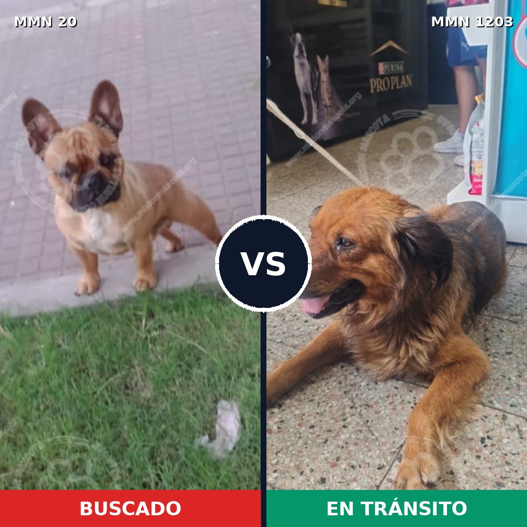 Comparativa MMS 19022: mascota perdida y mascota encontrada, 34% de similitud