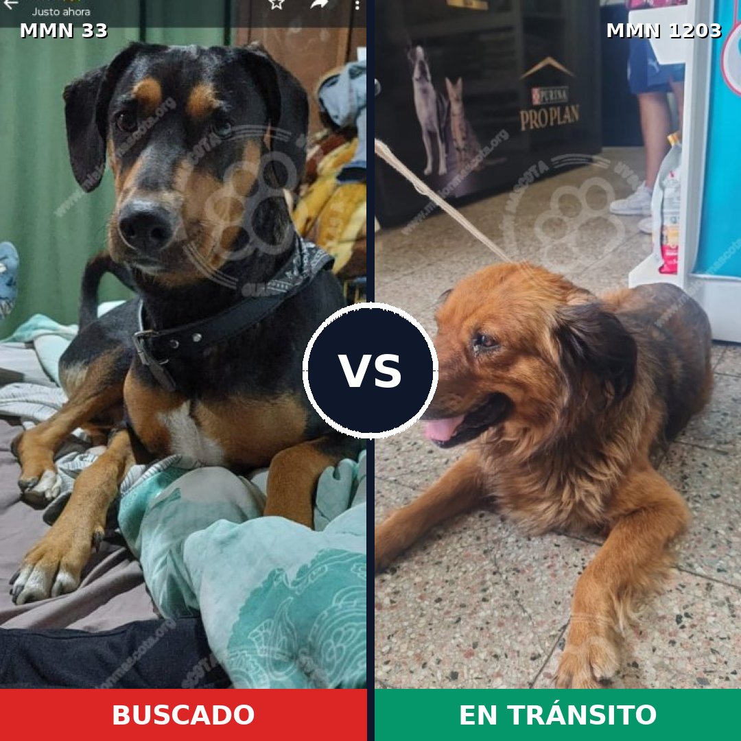 Comparativa MMS 19025: mascota perdida y mascota encontrada, 55% de similitud