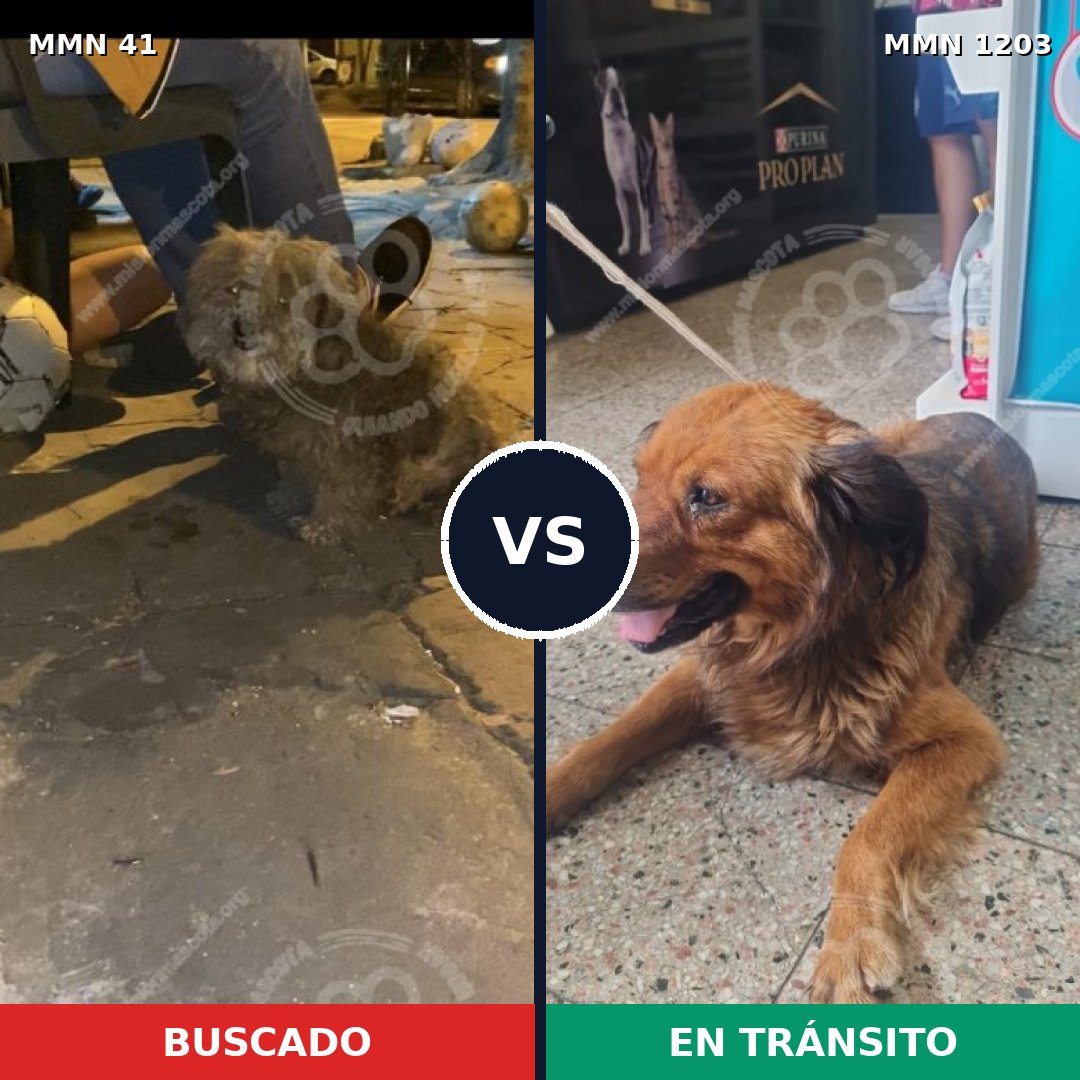 Comparativa MMS 19026: mascota perdida y mascota encontrada, 52% de similitud