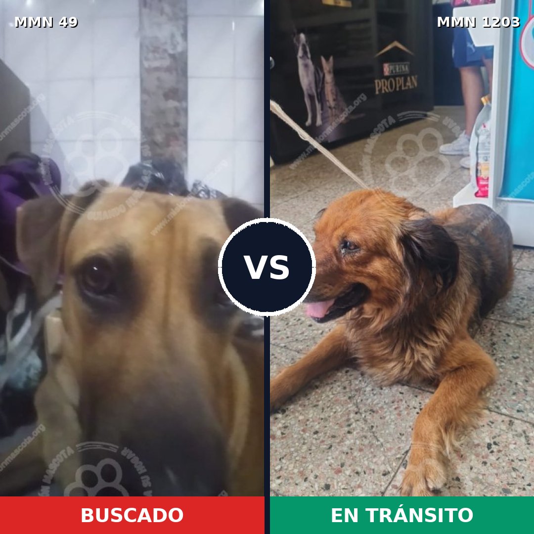 Comparativa MMS 19027: mascota perdida y mascota encontrada, 51% de similitud