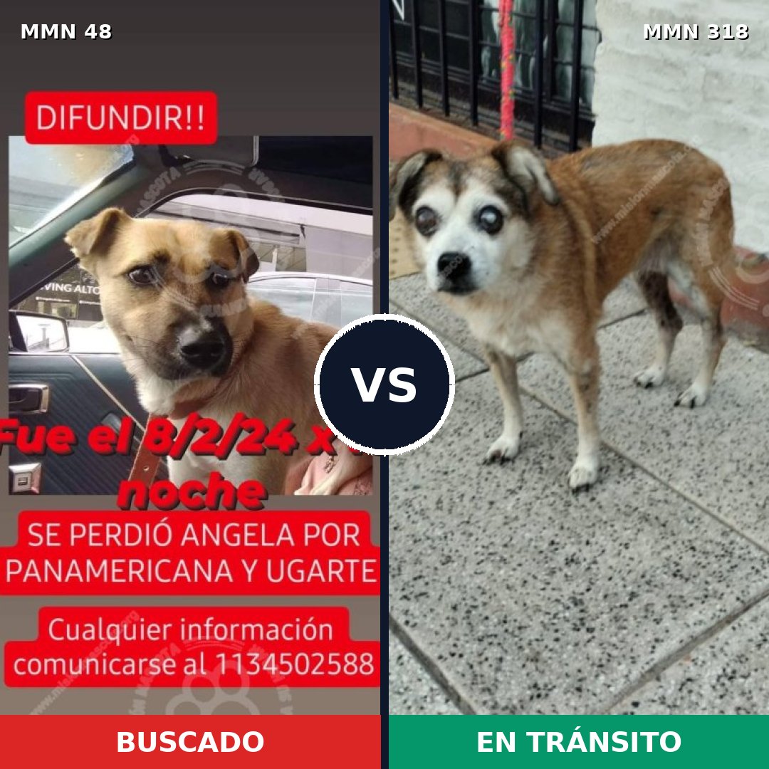 Comparativa MMS 1903: mascota perdida y mascota encontrada, 57% de similitud
