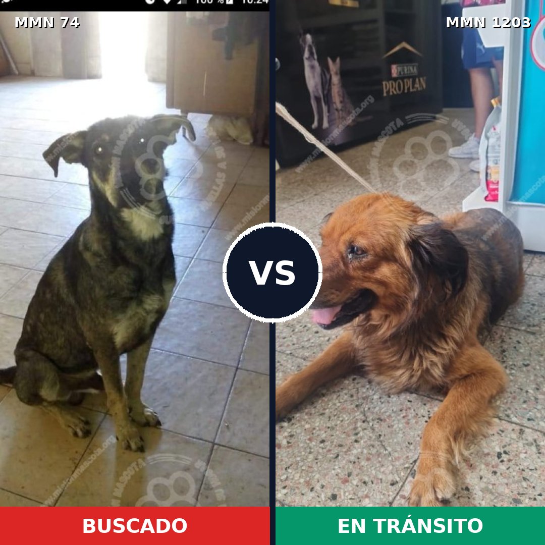 Comparativa MMS 19030: mascota perdida y mascota encontrada, 58% de similitud
