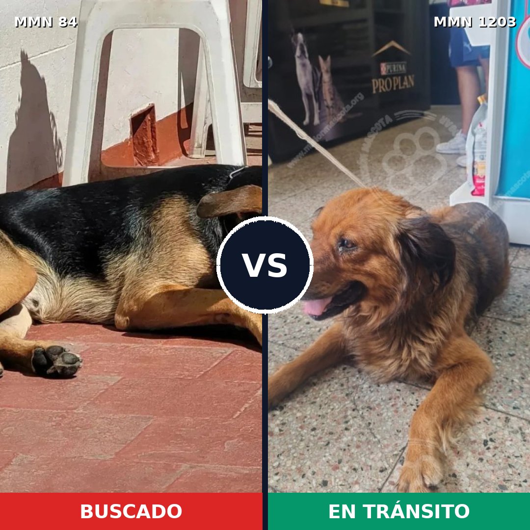 Comparativa MMS 19031: mascota perdida y mascota encontrada, 53% de similitud