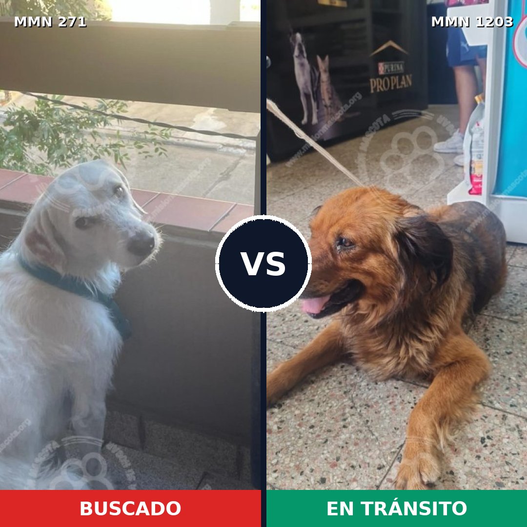 Comparativa MMS 19034: mascota perdida y mascota encontrada, 63% de similitud