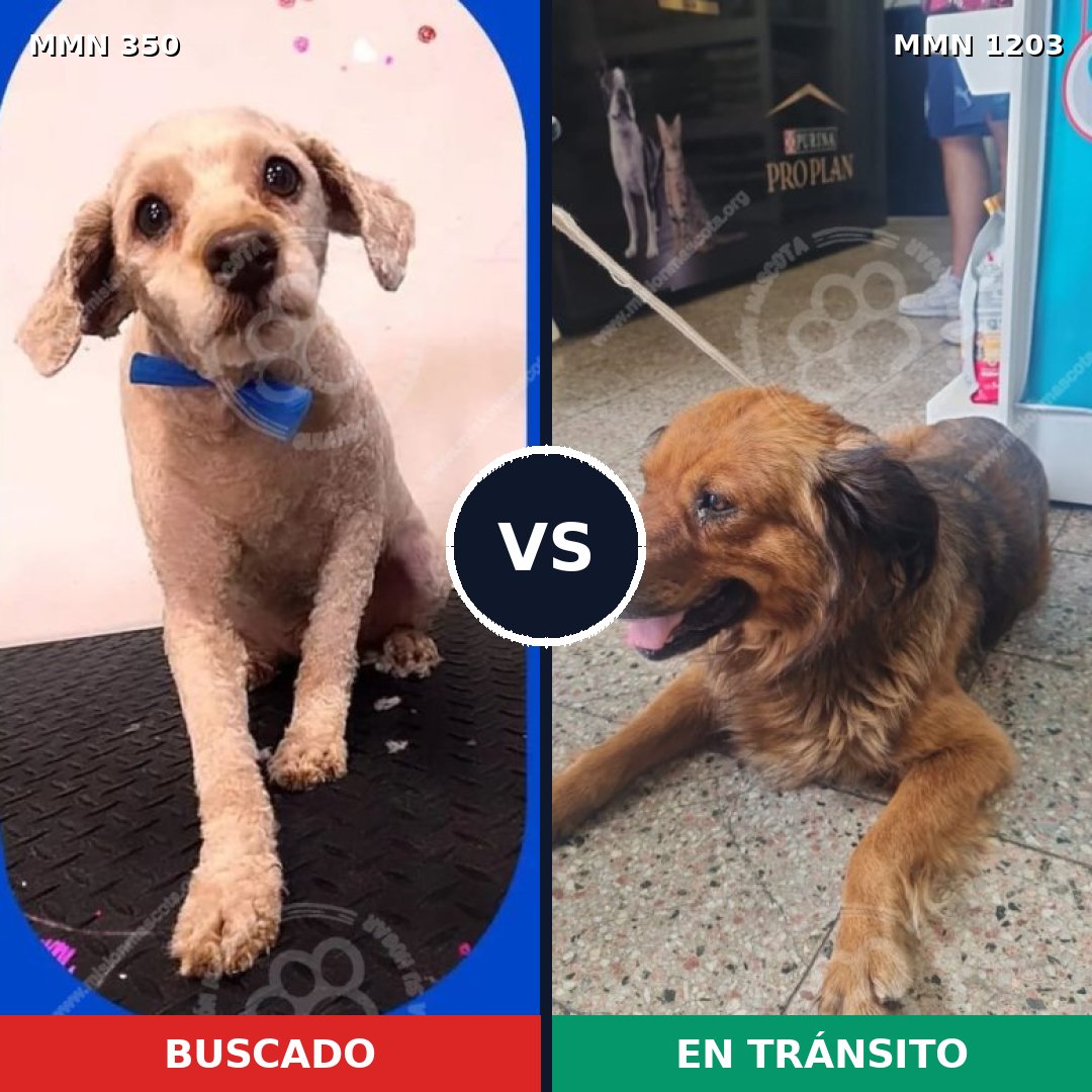 Comparativa MMS 19036: mascota perdida y mascota encontrada, 48% de similitud