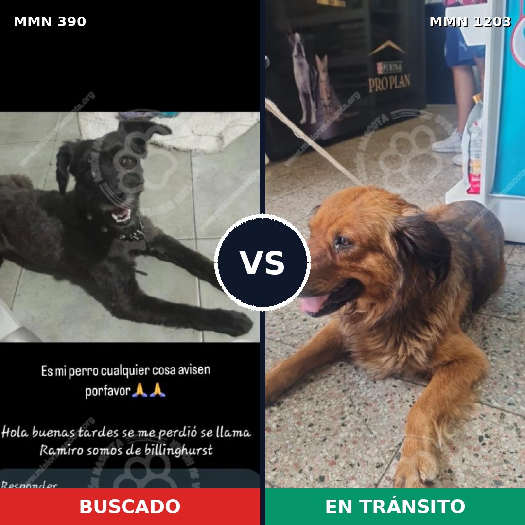 Comparativa MMS 19038: mascota perdida y mascota encontrada, 52% de similitud
