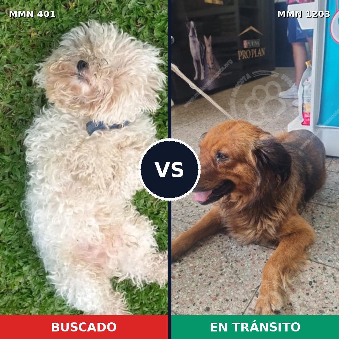 Comparativa MMS 19039: mascota perdida y mascota encontrada, 22% de similitud