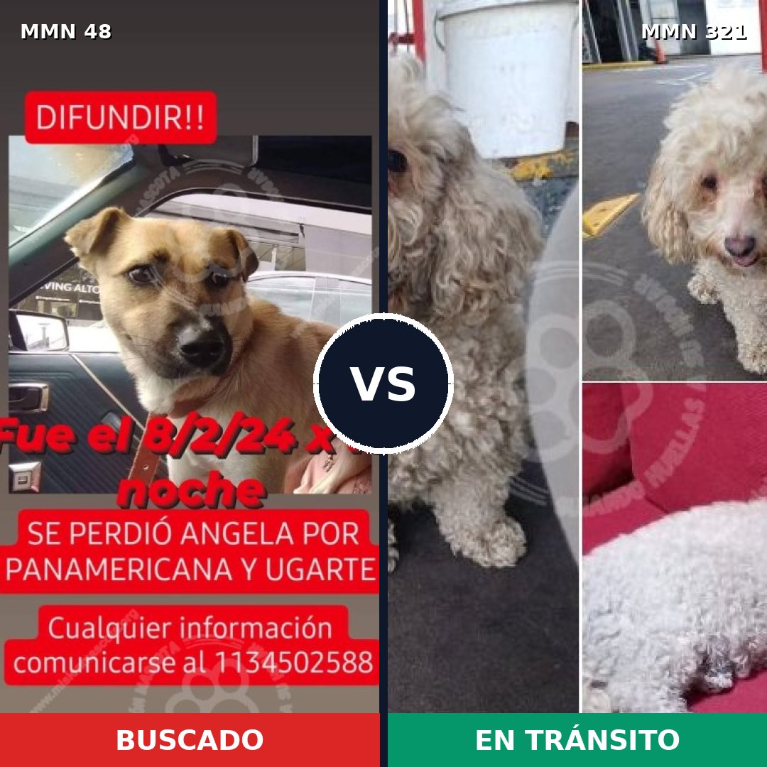 Comparativa MMS 1904: mascota perdida y mascota encontrada, 28% de similitud