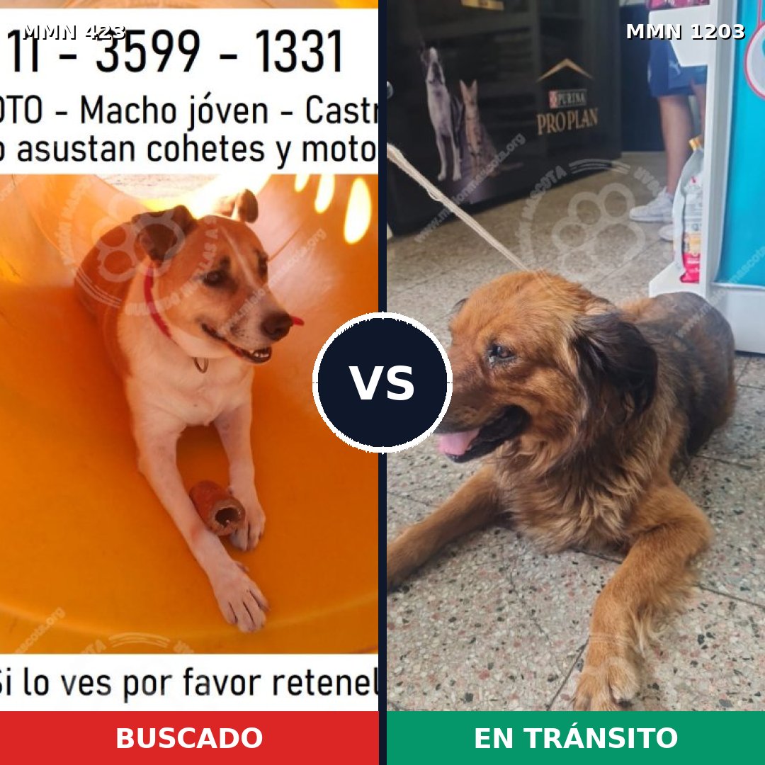 Comparativa MMS 19041: mascota perdida y mascota encontrada, 71% de similitud