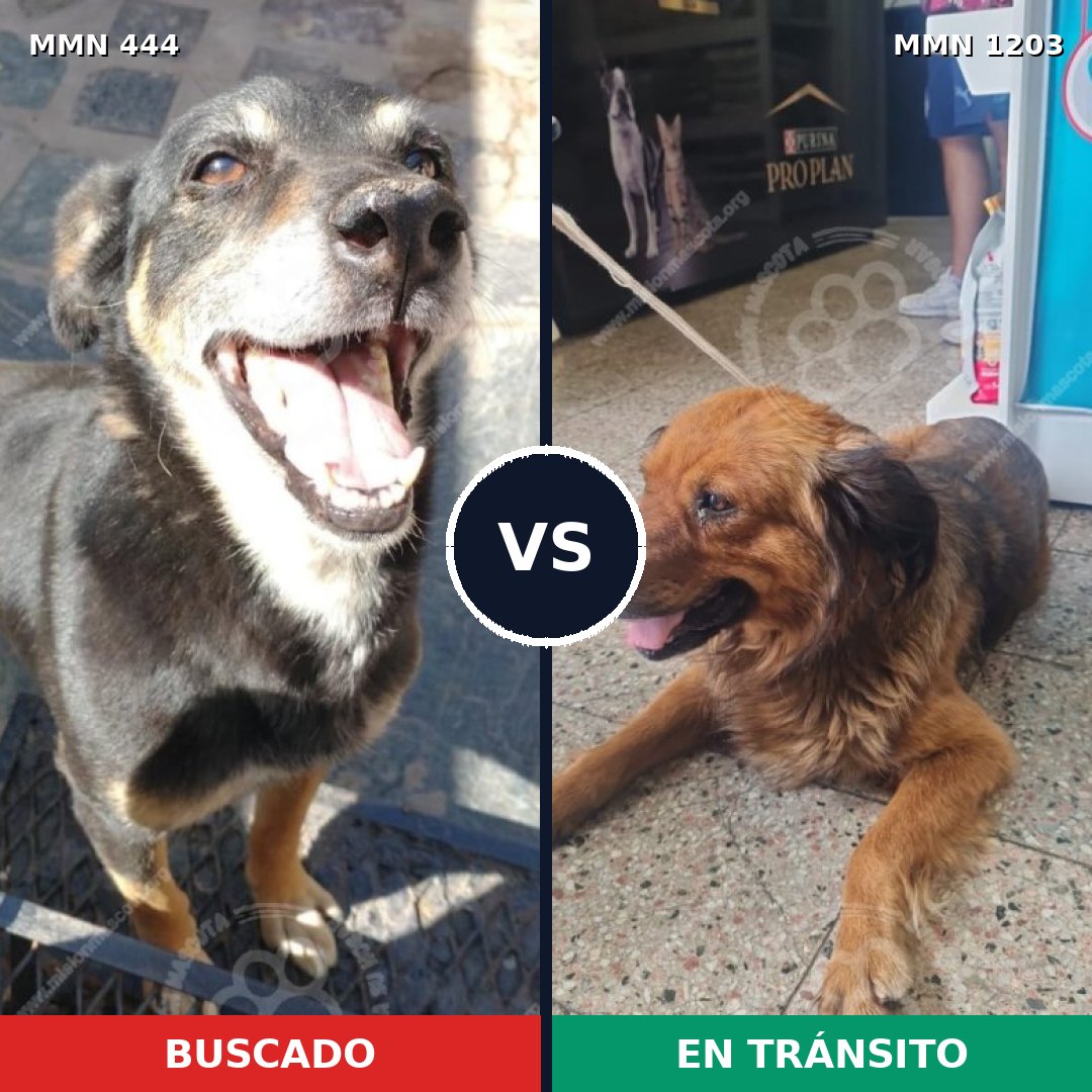 Comparativa MMS 19043: mascota perdida y mascota encontrada, 58% de similitud
