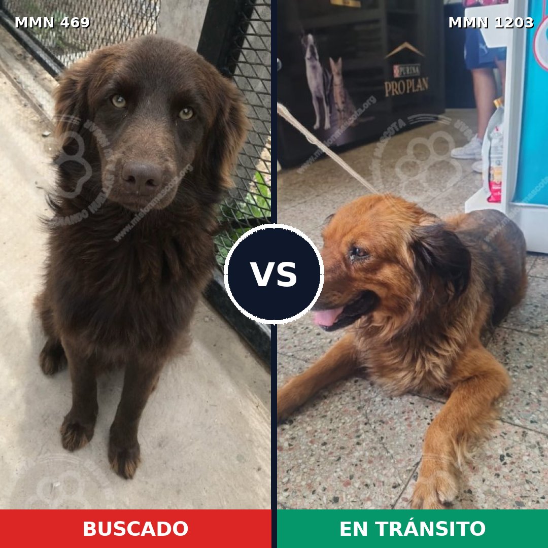 Comparativa MMS 19045: mascota perdida y mascota encontrada, 73% de similitud