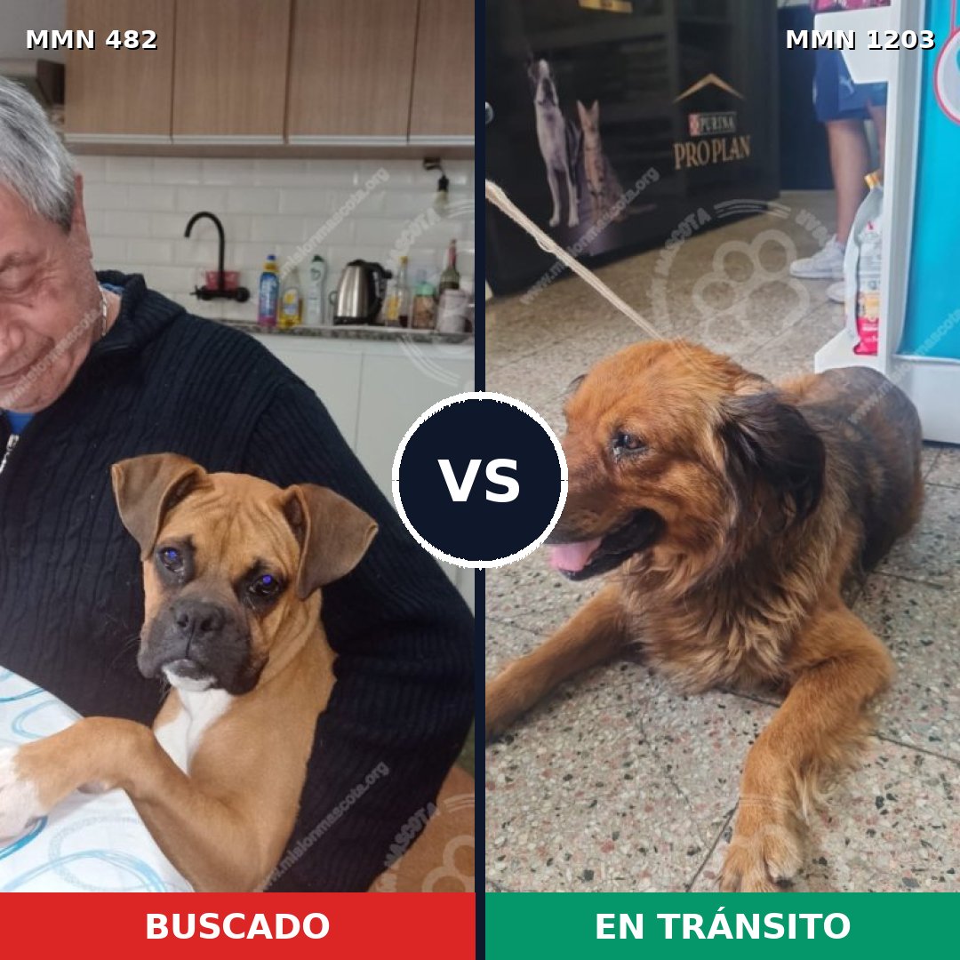 Comparativa MMS 19048: mascota perdida y mascota encontrada, 43% de similitud
