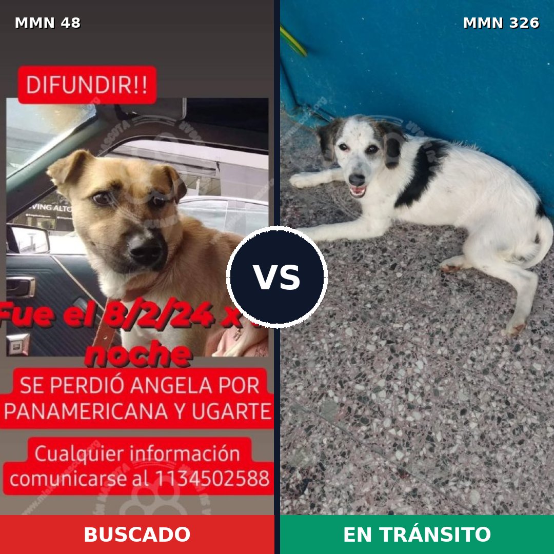 Comparativa MMS 1905: mascota perdida y mascota encontrada, 71% de similitud