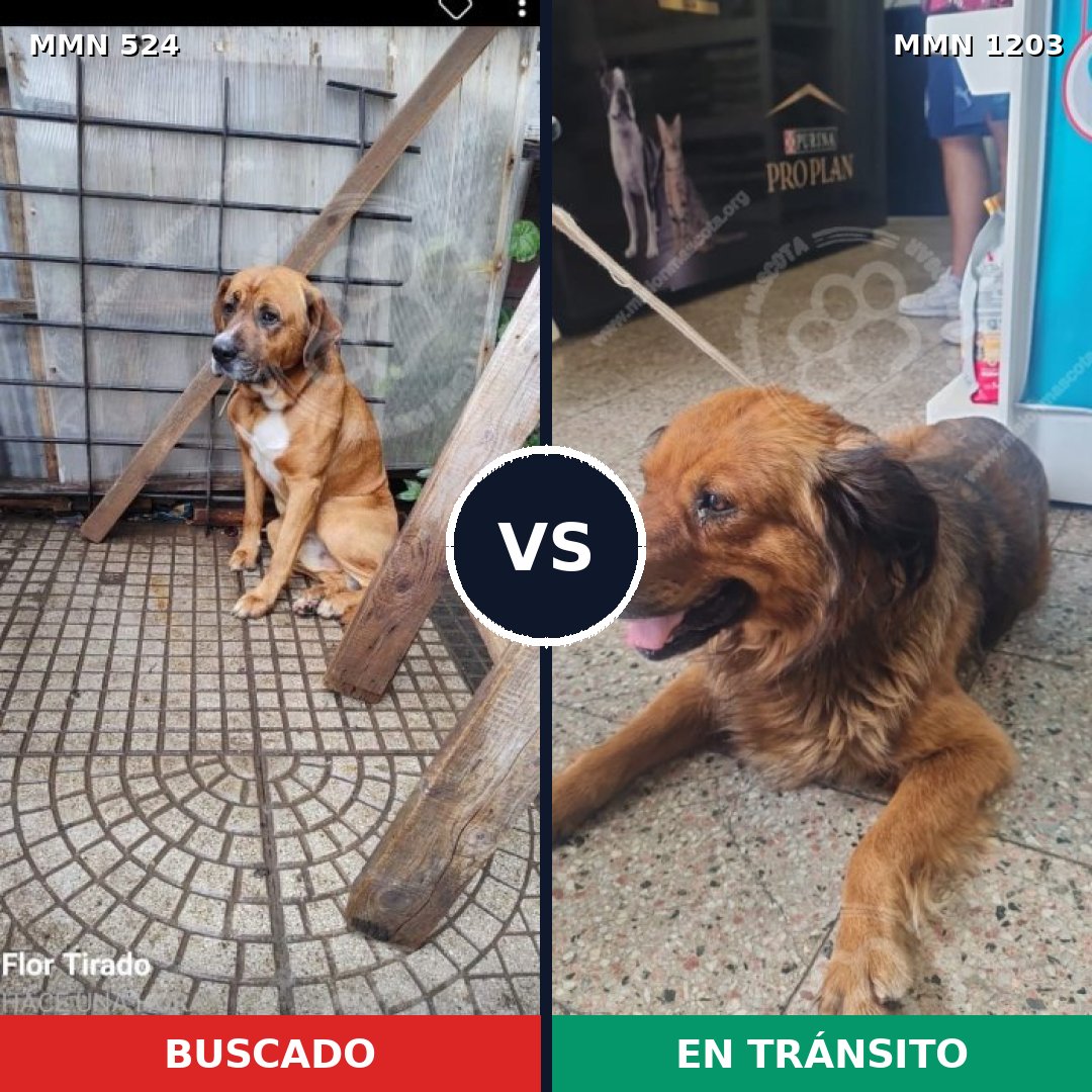 Comparativa MMS 19051: mascota perdida y mascota encontrada, 60% de similitud