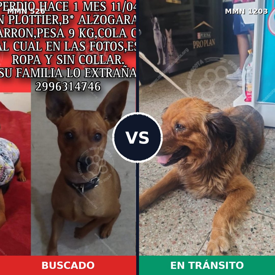Comparativa MMS 19052: mascota perdida y mascota encontrada, 33% de similitud