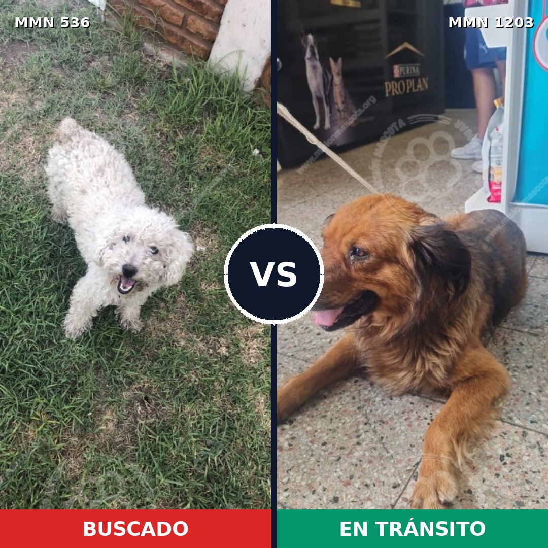 Comparativa MMS 19054: mascota perdida y mascota encontrada, 40% de similitud