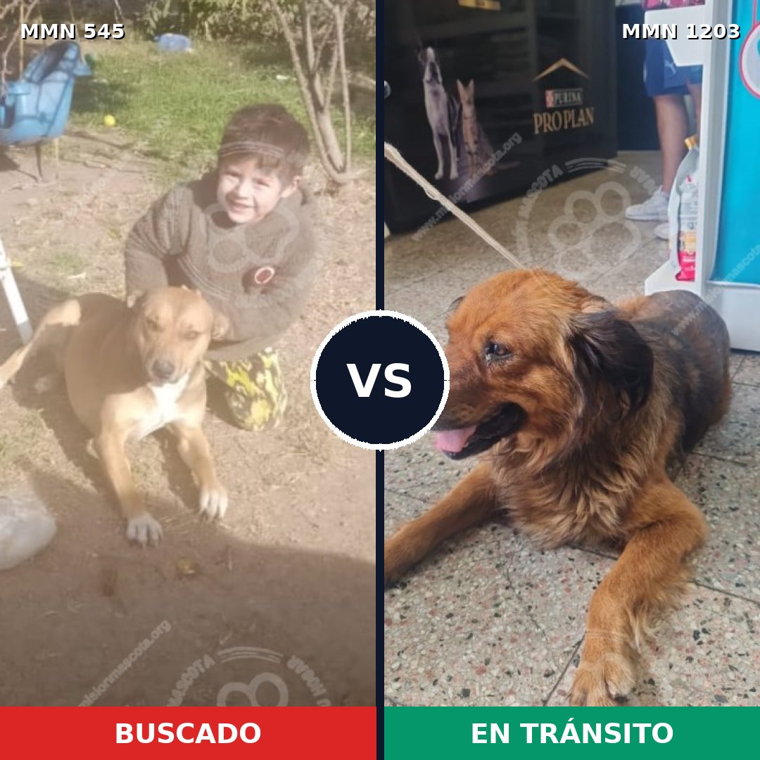 Comparativa MMS 19055: mascota perdida y mascota encontrada, 59% de similitud