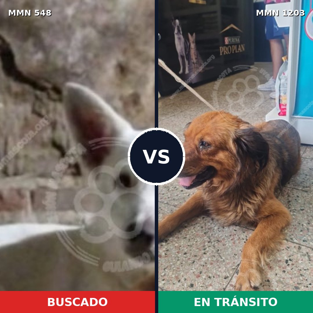 Comparativa MMS 19056: mascota perdida y mascota encontrada, 57% de similitud