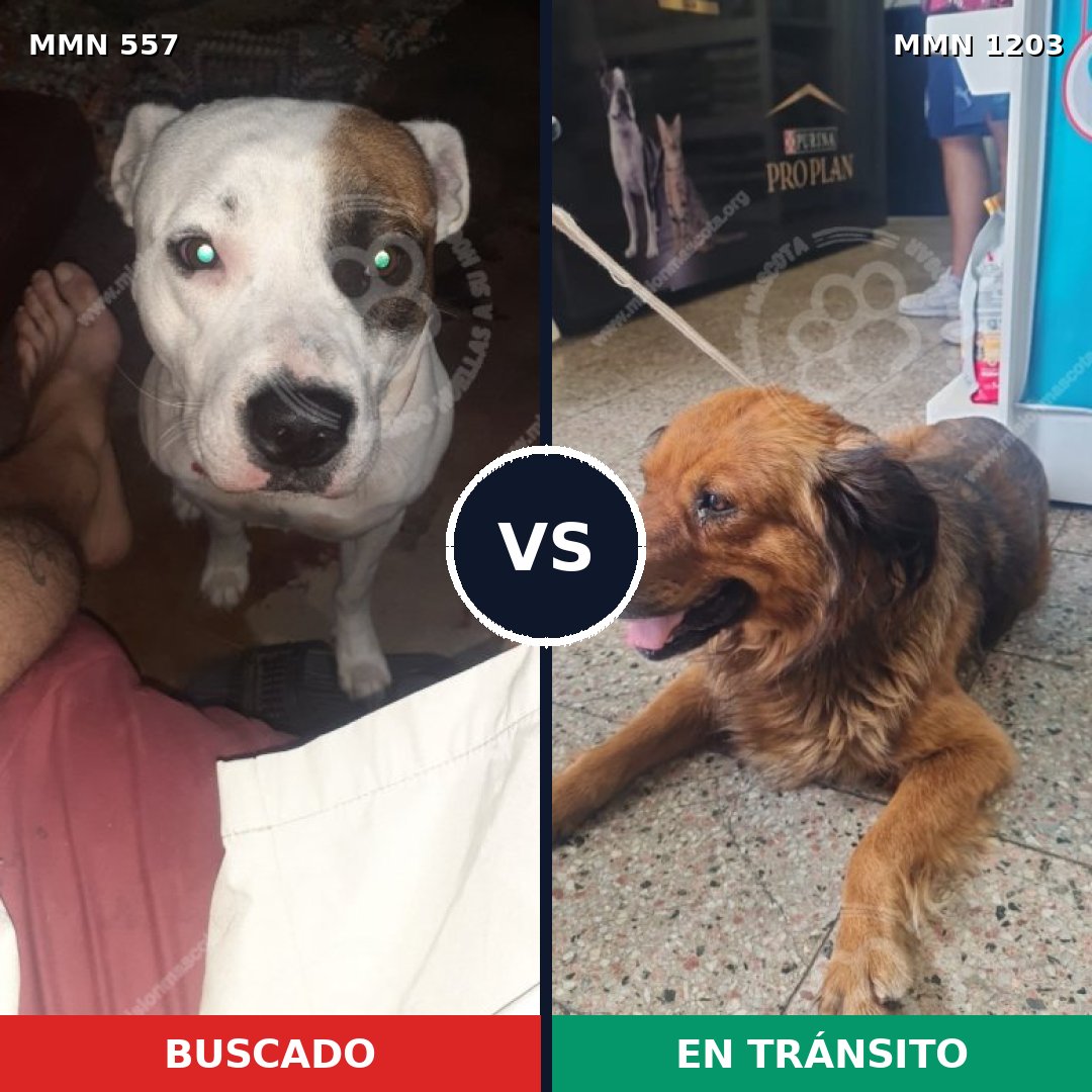 Comparativa MMS 19057: mascota perdida y mascota encontrada, 52% de similitud