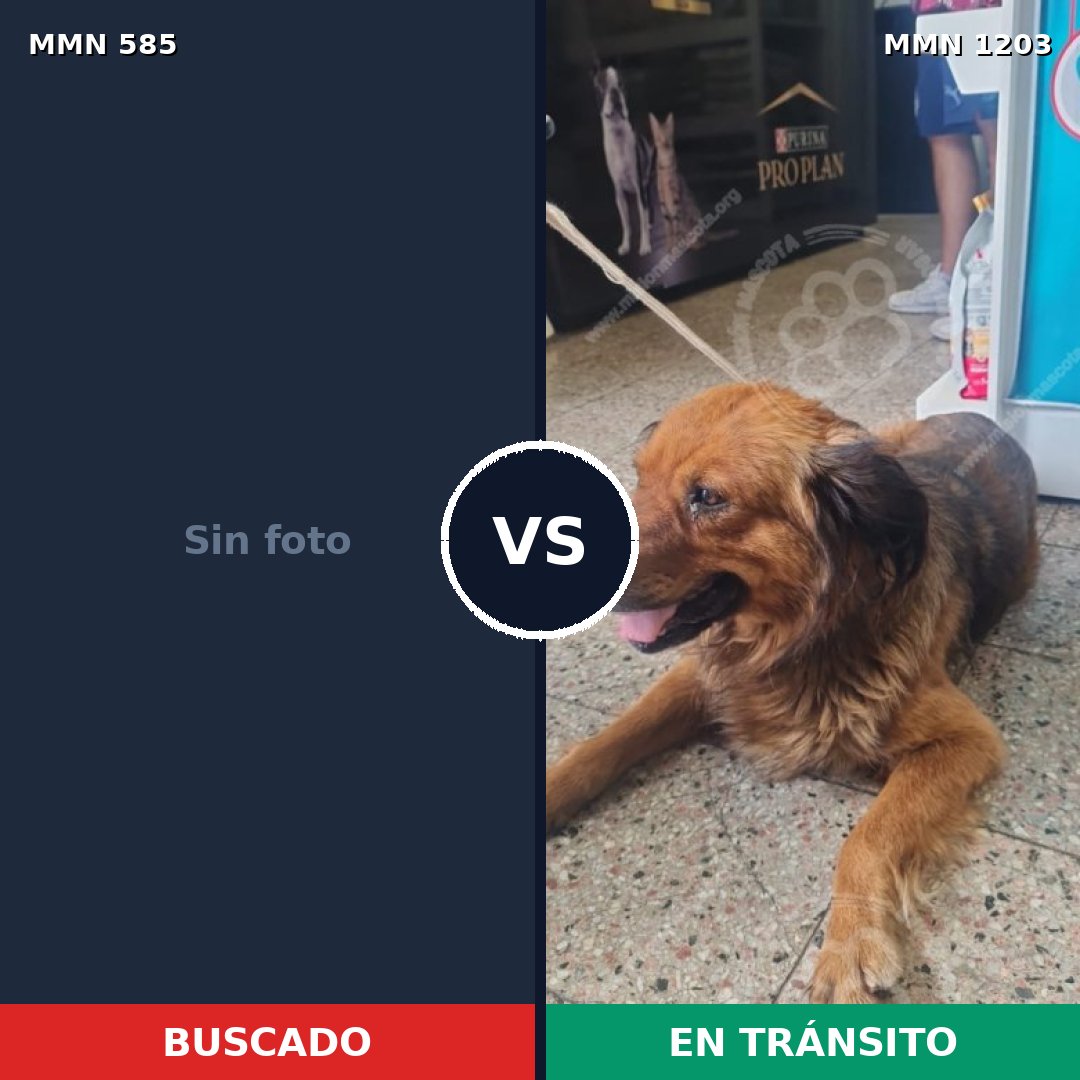 Comparativa MMS 19059: mascota perdida y mascota encontrada, 37% de similitud