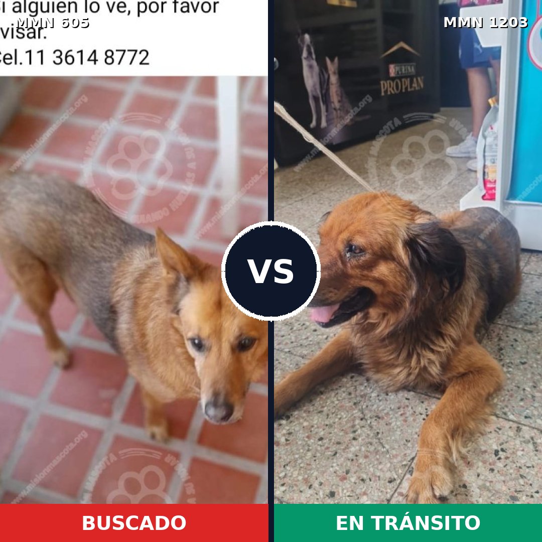 Comparativa MMS 19060: mascota perdida y mascota encontrada, 78% de similitud