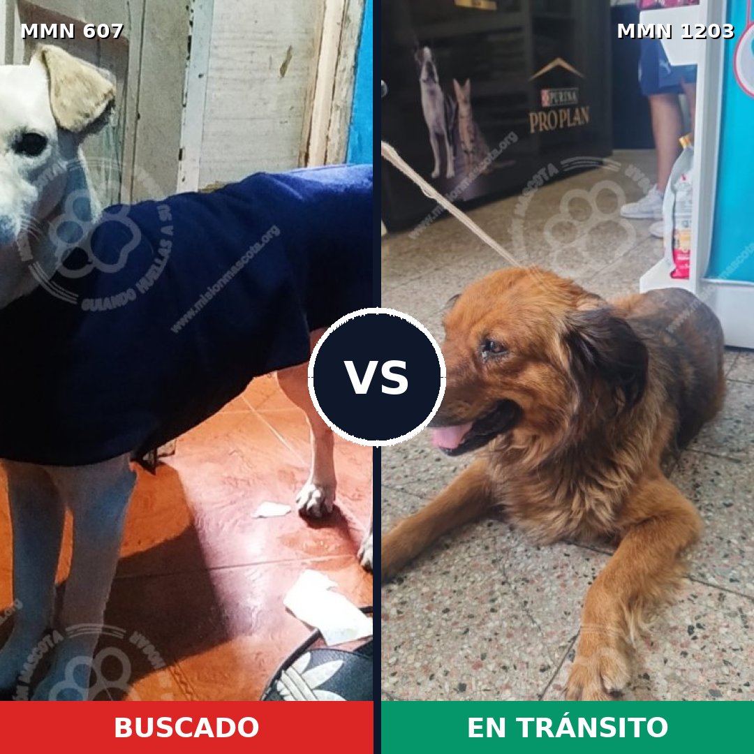 Comparativa MMS 19061: mascota perdida y mascota encontrada, 76% de similitud
