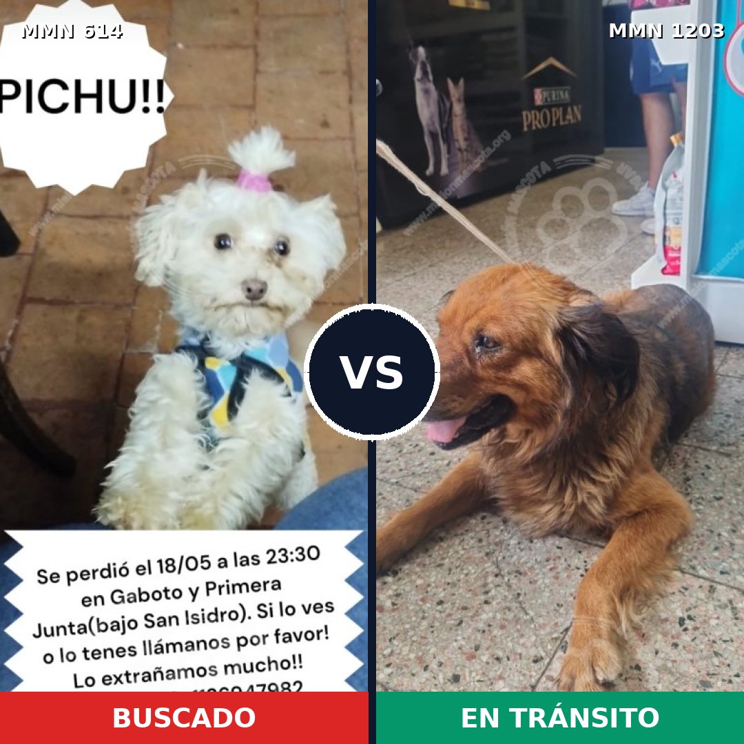 Comparativa MMS 19063: mascota perdida y mascota encontrada, 36% de similitud