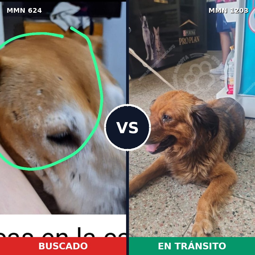 Comparativa MMS 19064: mascota perdida y mascota encontrada, 33% de similitud