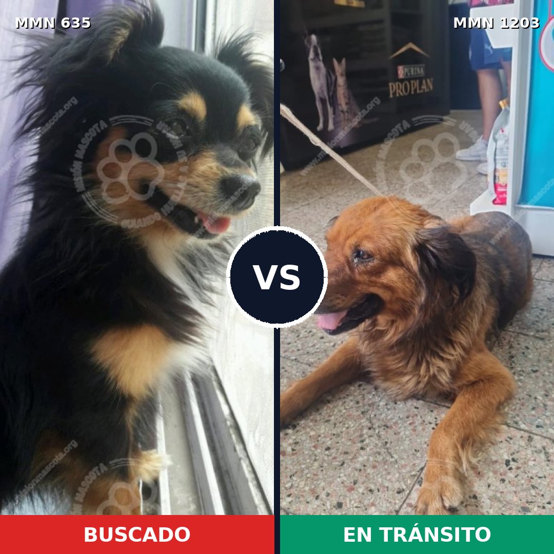 Comparativa MMS 19066: mascota perdida y mascota encontrada, 27% de similitud
