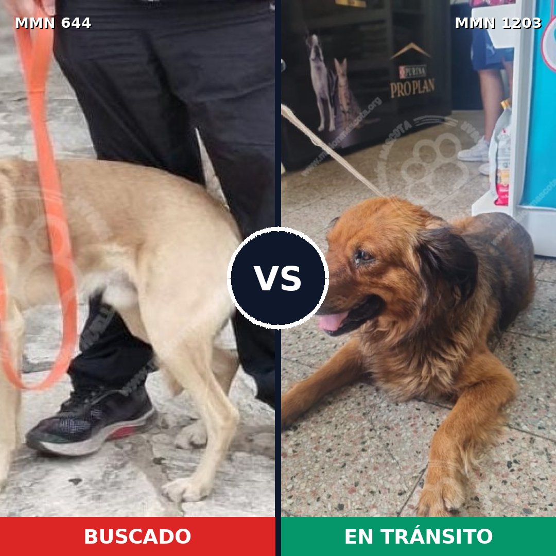 Comparativa MMS 19067: mascota perdida y mascota encontrada, 77% de similitud