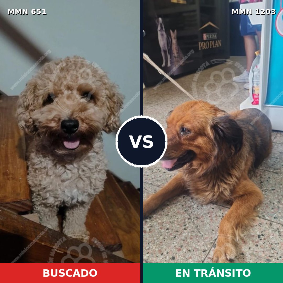 Comparativa MMS 19068: mascota perdida y mascota encontrada, 24% de similitud