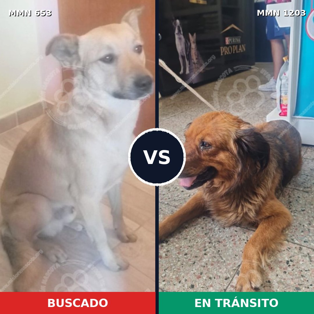 Comparativa MMS 19069: mascota perdida y mascota encontrada, 68% de similitud