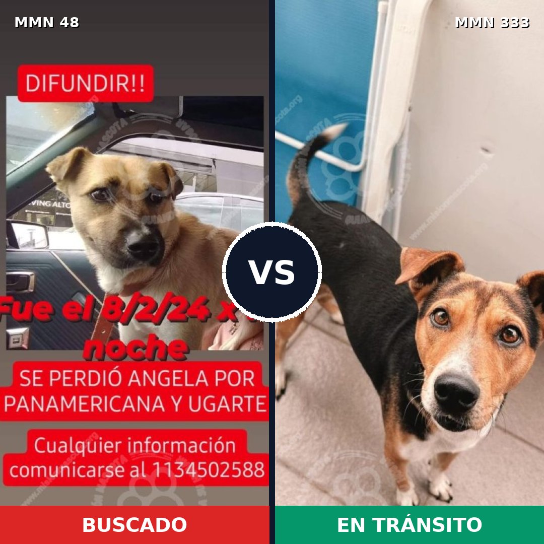 Comparativa MMS 1907: mascota perdida y mascota encontrada, 73% de similitud