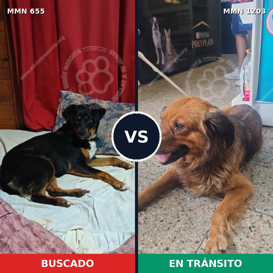 Comparativa MMS 19070: mascota perdida y mascota encontrada, 56% de similitud