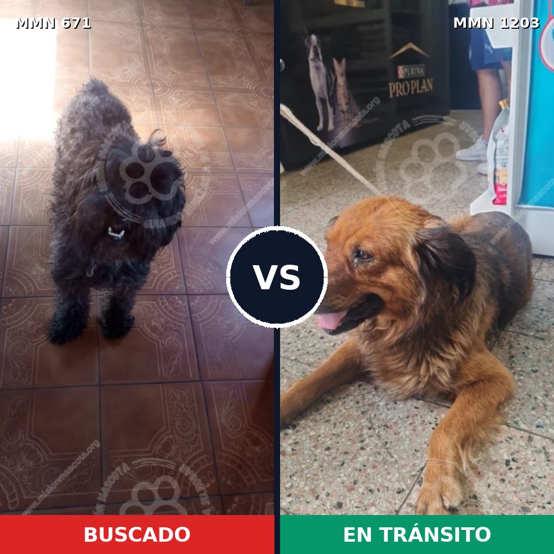 Comparativa MMS 19071: mascota perdida y mascota encontrada, 36% de similitud