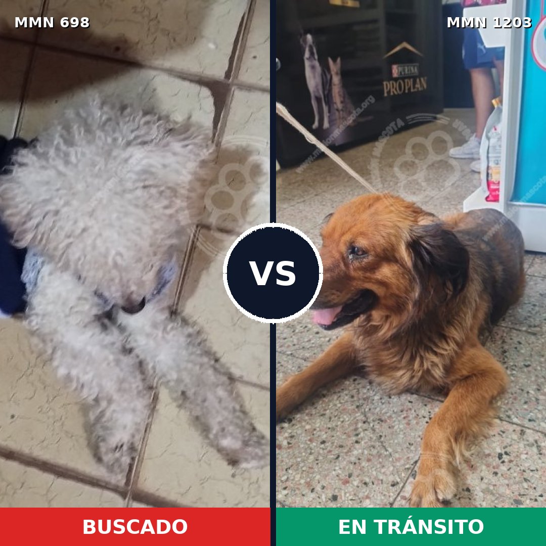 Comparativa MMS 19073: mascota perdida y mascota encontrada, 43% de similitud