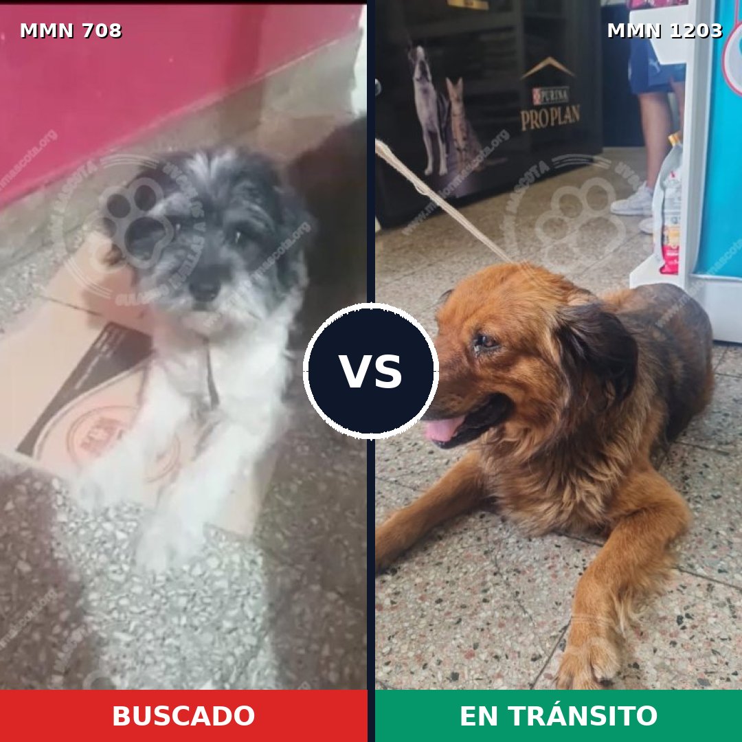 Comparativa MMS 19074: mascota perdida y mascota encontrada, 46% de similitud