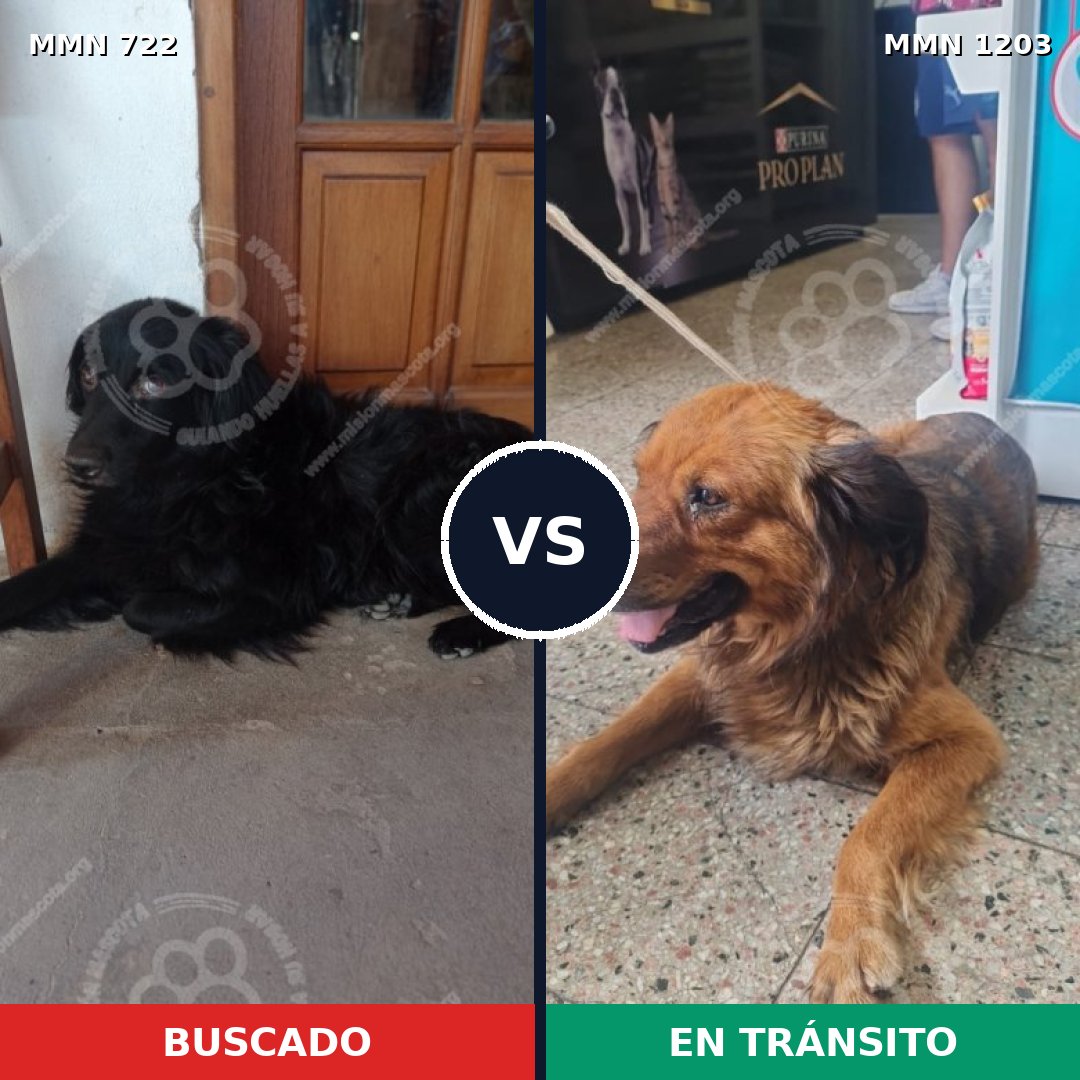 Comparativa MMS 19075: mascota perdida y mascota encontrada, 48% de similitud