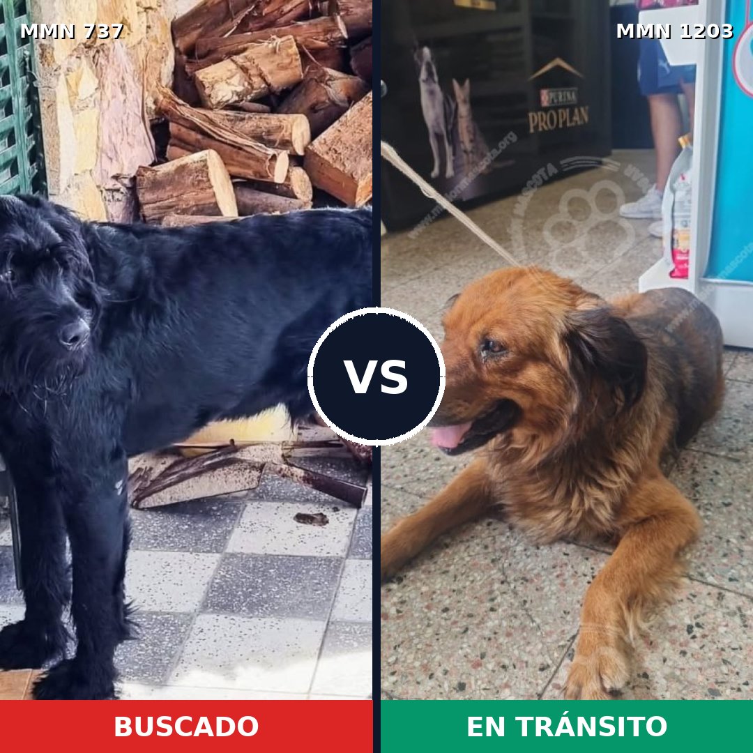 Comparativa MMS 19076: mascota perdida y mascota encontrada, 26% de similitud