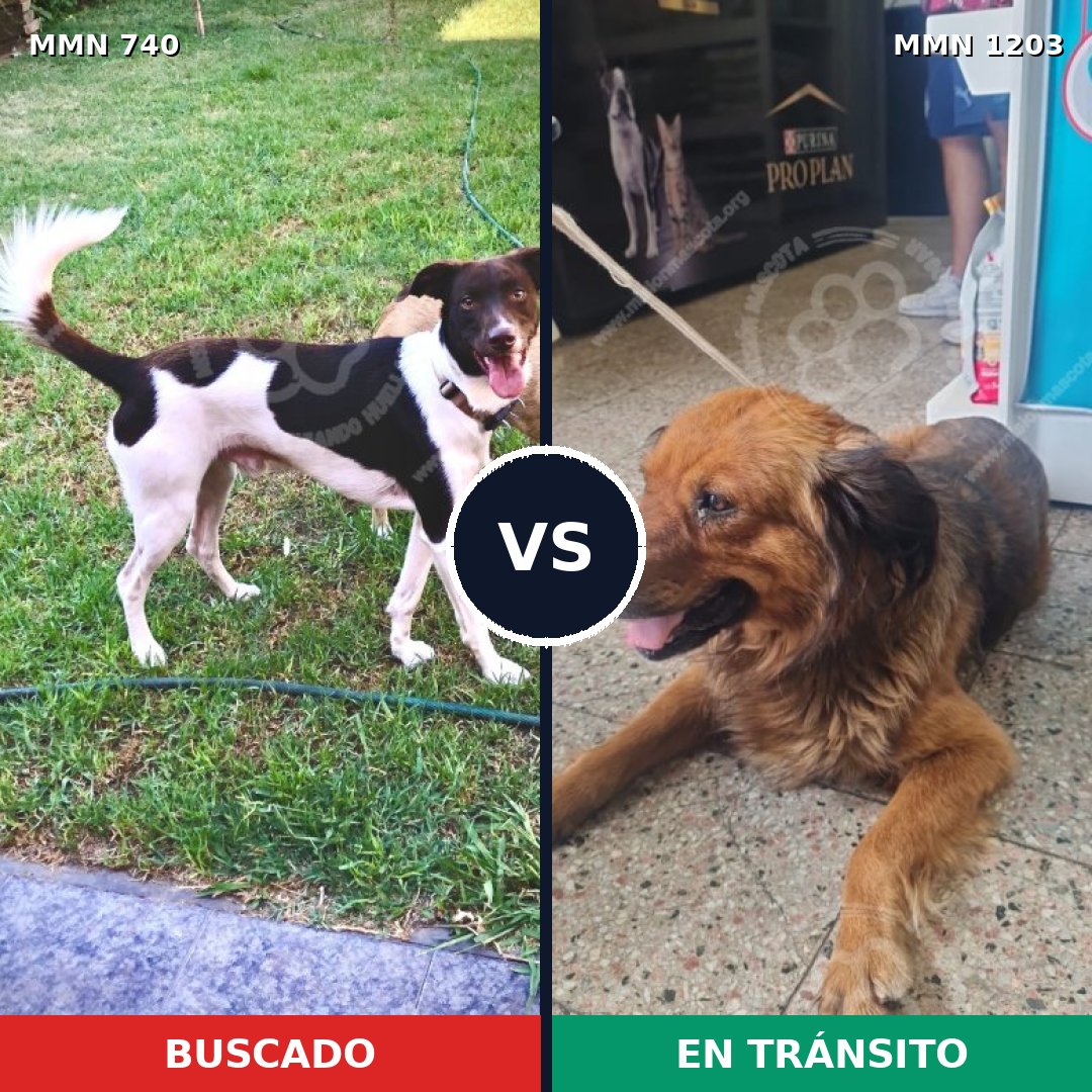Comparativa MMS 19077: mascota perdida y mascota encontrada, 67% de similitud