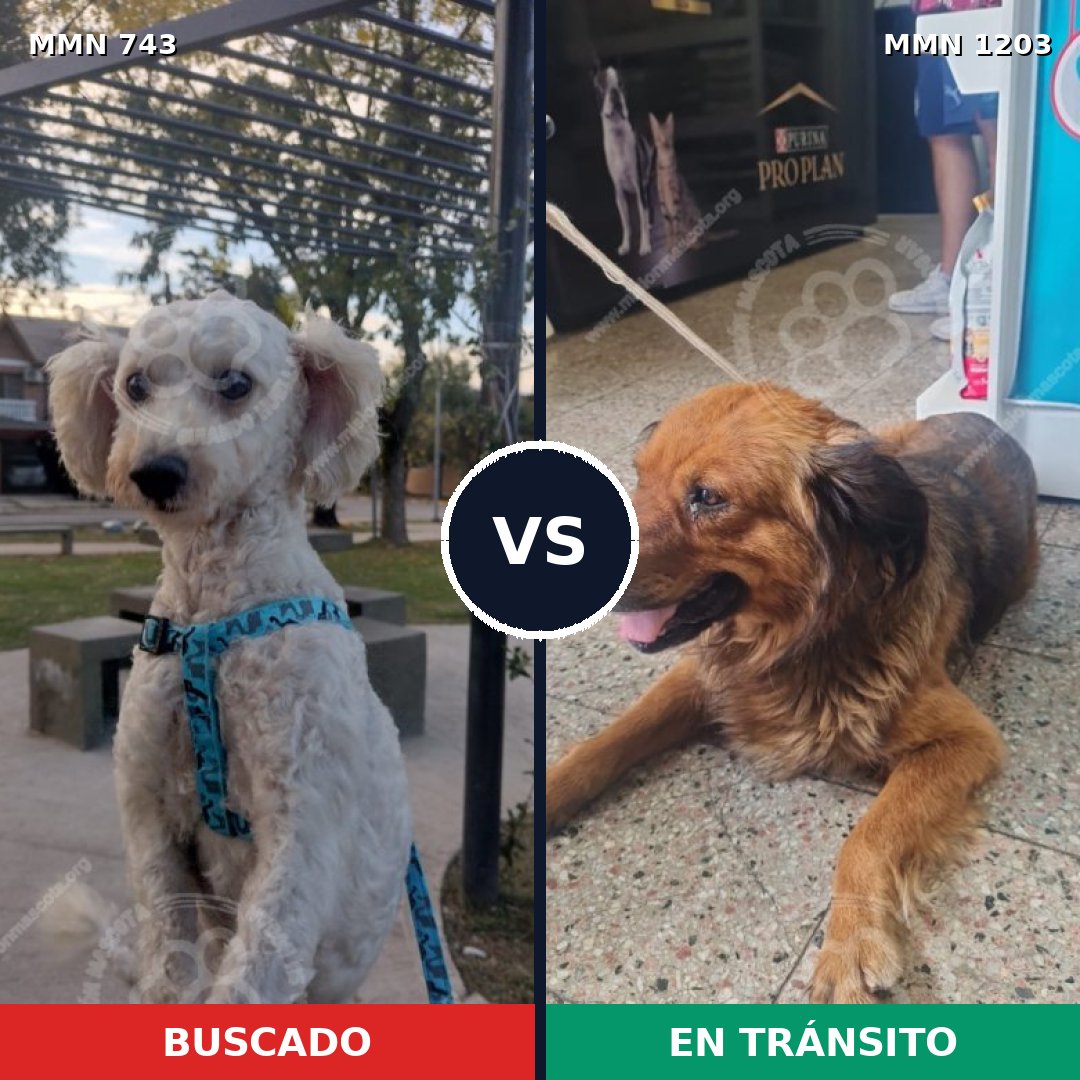 Comparativa MMS 19078: mascota perdida y mascota encontrada, 53% de similitud
