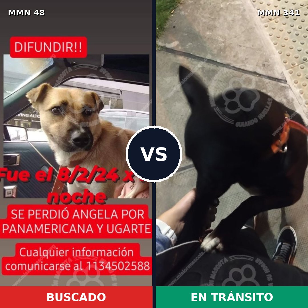 Comparativa MMS 1908: mascota perdida y mascota encontrada, 72% de similitud