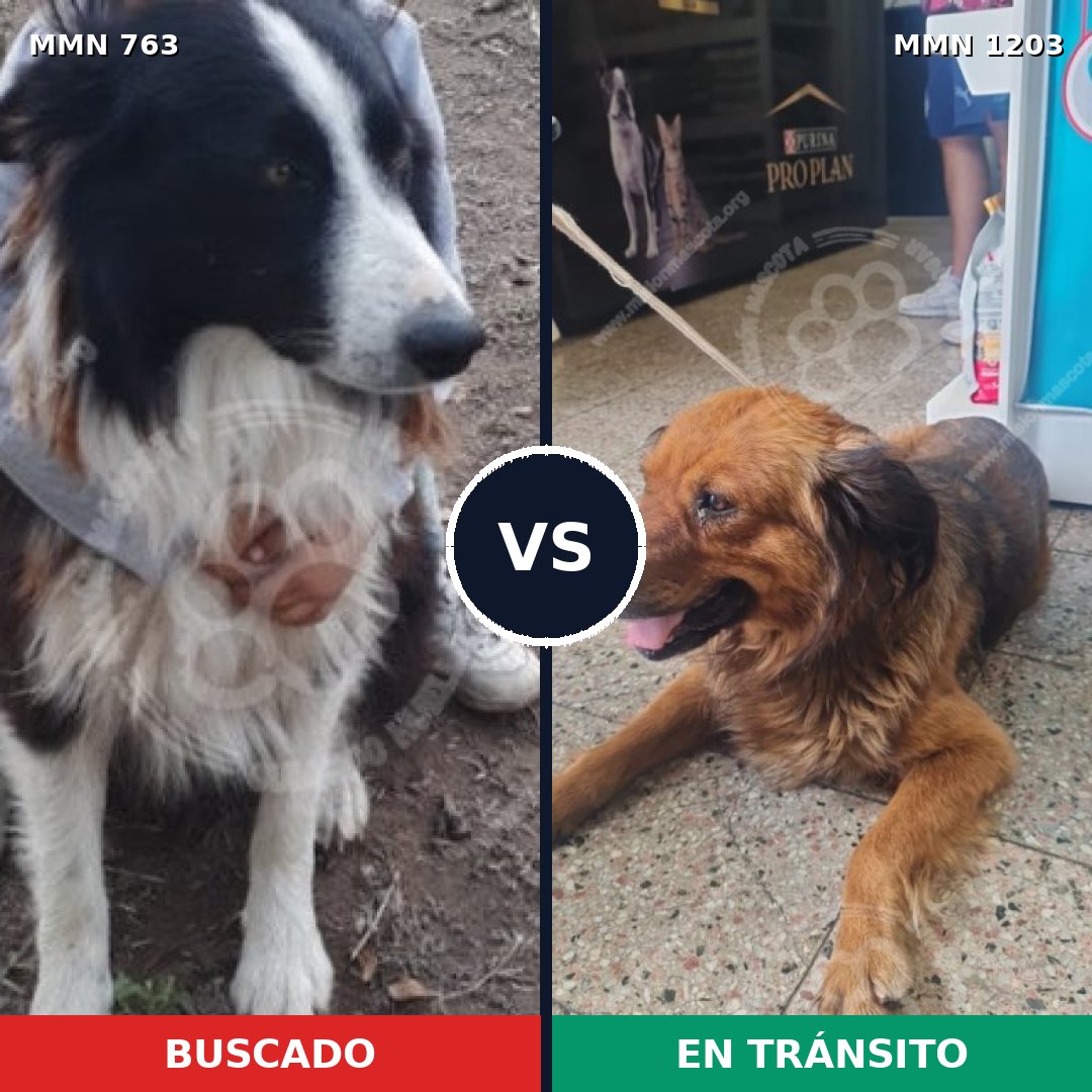 Comparativa MMS 19080: mascota perdida y mascota encontrada, 48% de similitud