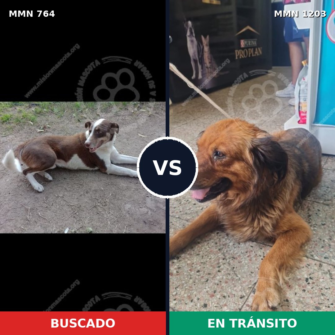Comparativa MMS 19081: mascota perdida y mascota encontrada, 50% de similitud