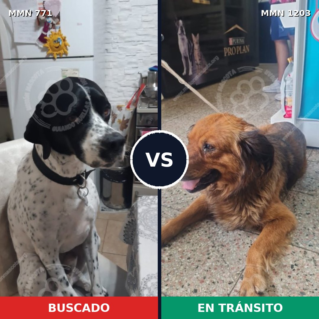 Comparativa MMS 19085: mascota perdida y mascota encontrada, 46% de similitud