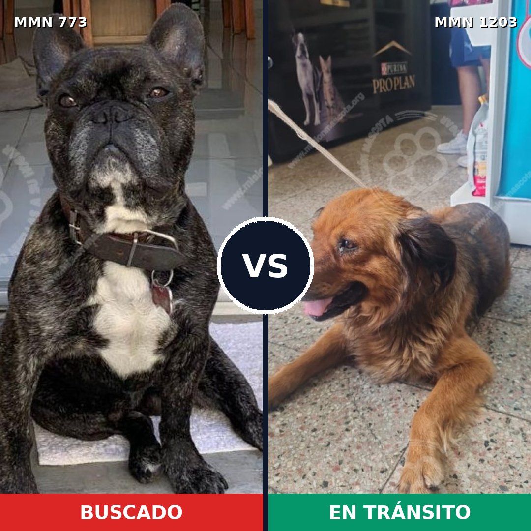 Comparativa MMS 19086: mascota perdida y mascota encontrada, 46% de similitud