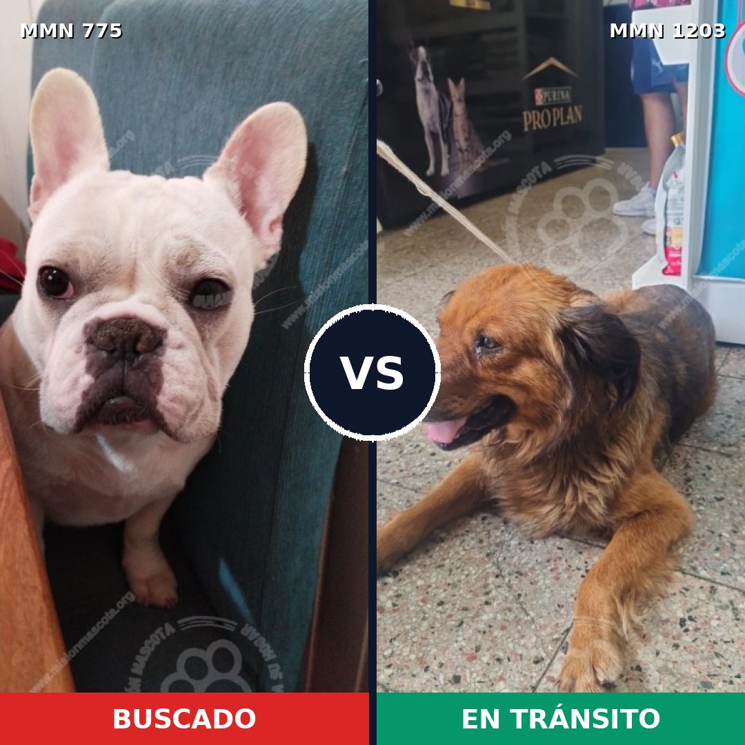 Comparativa MMS 19087: mascota perdida y mascota encontrada, 38% de similitud